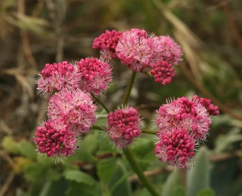 red buckwheat flowers