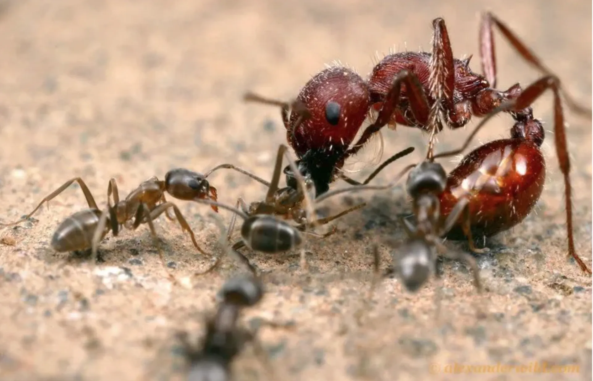 Argentine ants attacking harvester ants. Photo by UC Davis doctoral alumnus Alex Wild, curator of the University of Texas, Austin, entomology collection. (Alexander Wild Photography, alexanderwild.com)