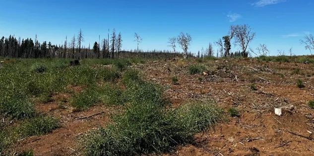 Image depicting land previously burned by high severity wildfire in the 2021 Caldor Fire footprint. On the left no herbicide was used and lots of Ceanothus resprouted. On the right, post-emergent herbicide was used to reduce shrubs before planting.