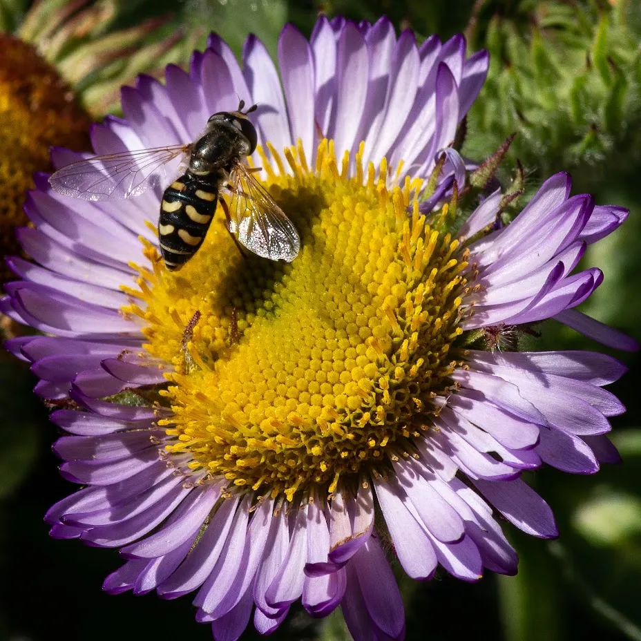 close up of seaside daisy blossom with syrphid fly