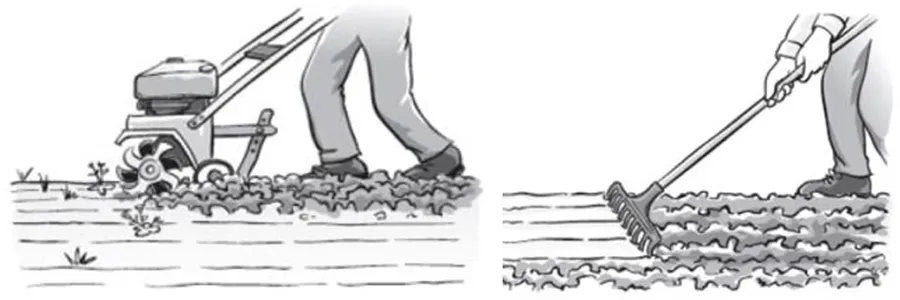 Soil Solarization-Step 1: Cultivate and remove plant matter-Step 2: Level and smooth the soil