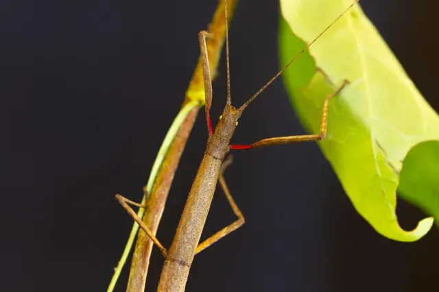An insect that looks like the twig it is walking on