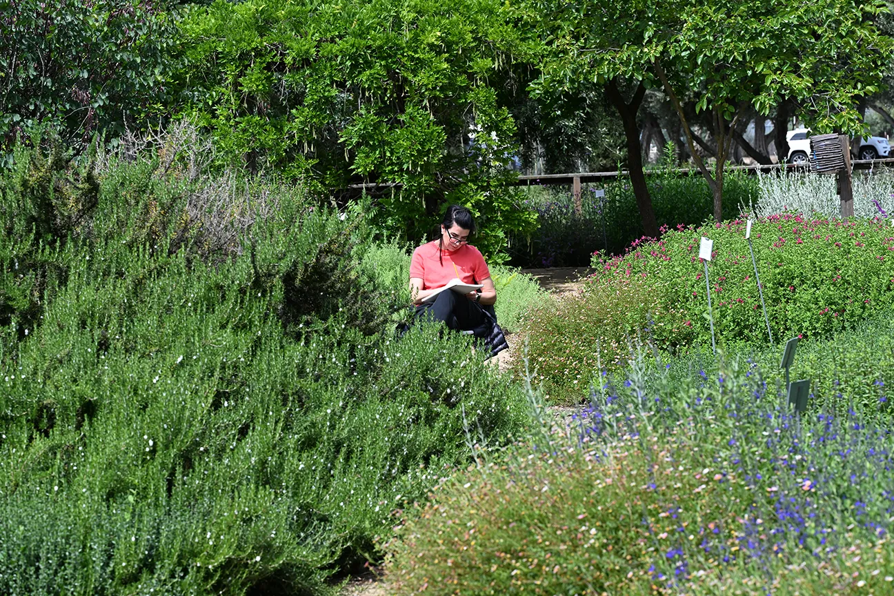Tatiana Peshevska of Davis is nature-journaling in the UC Davis Bee Haven. (Photo by Kathy Keatley Garvey)