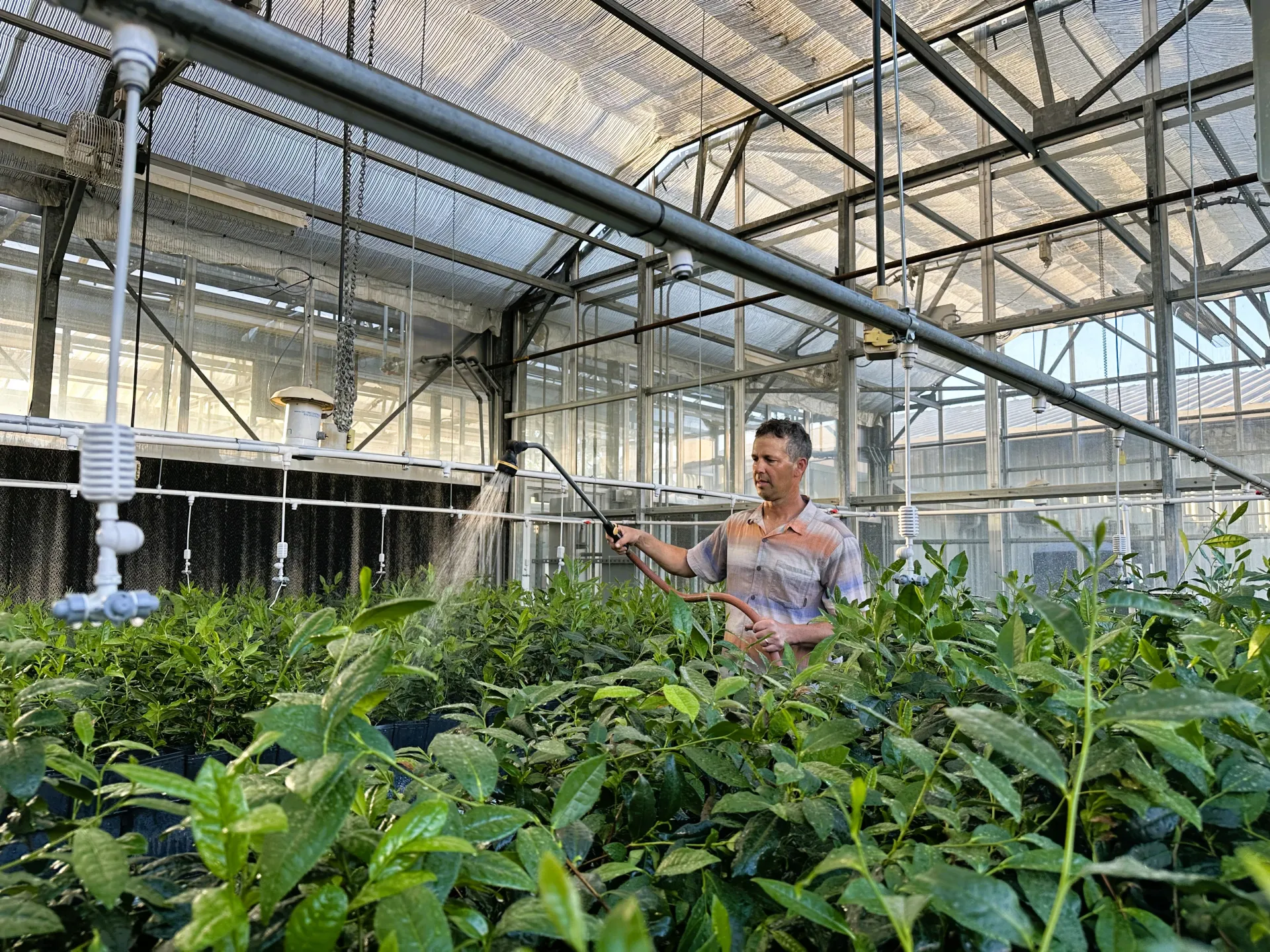 Kearney REC employee Ryan Puckett uses a wand to water tea plants in a greenhouse