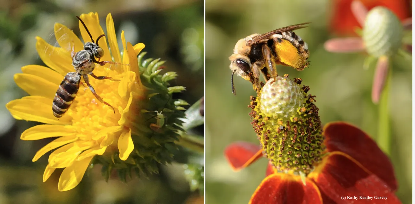 Triepeolus cuckoo bee (left) and Svastra obliqua expurgata.