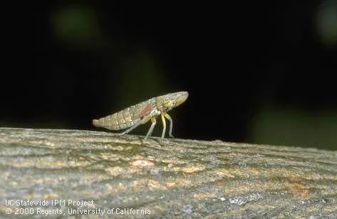 Glassy-winged sharpshooter nymph on a plant surface.