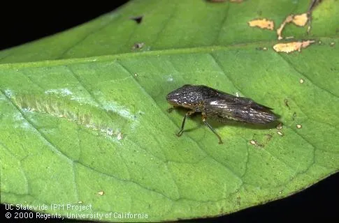 Glassy-winged Sharpshooter female next to an egg mass on lower leaf surface (on left).