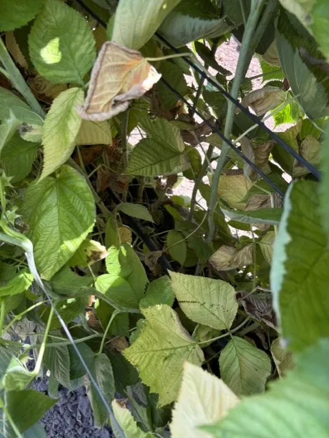 On a macro-scale, this is why the leaves on the inside of a hedgerow tend to be yellow and die back.