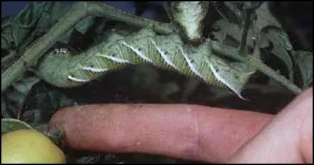 Tomato hornworm.