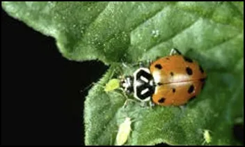 Adult convergent lady beetle feeding on aphids. 