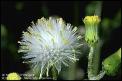 Common Groundsel Garden Weed