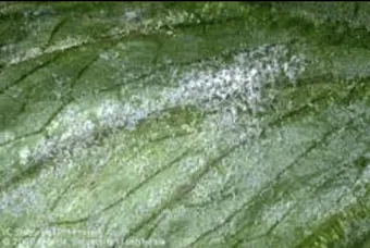 Powdery Mildew fungus