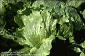Lettuce Leaf Damage From Insects