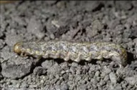 Variegated Cutworm Larva