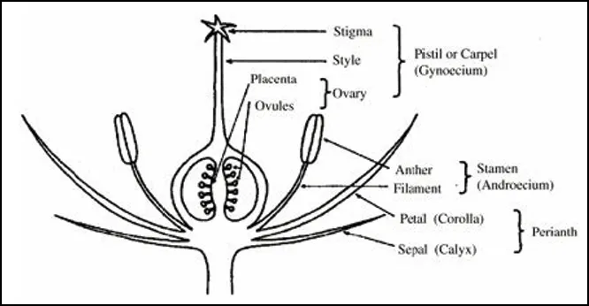 Diagram of the principal parts of a flower.