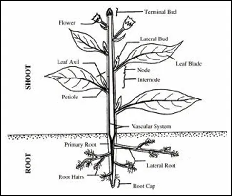 Diagram of the principle parts of a vascular plant