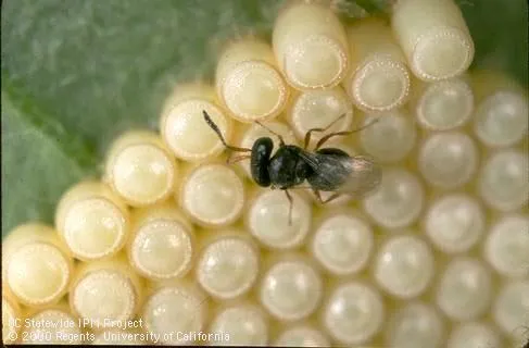 Adult female parasitoid wasp, Trissolcus basalis, laying an egg in an egg of southern green stink bug, Nezara viridula