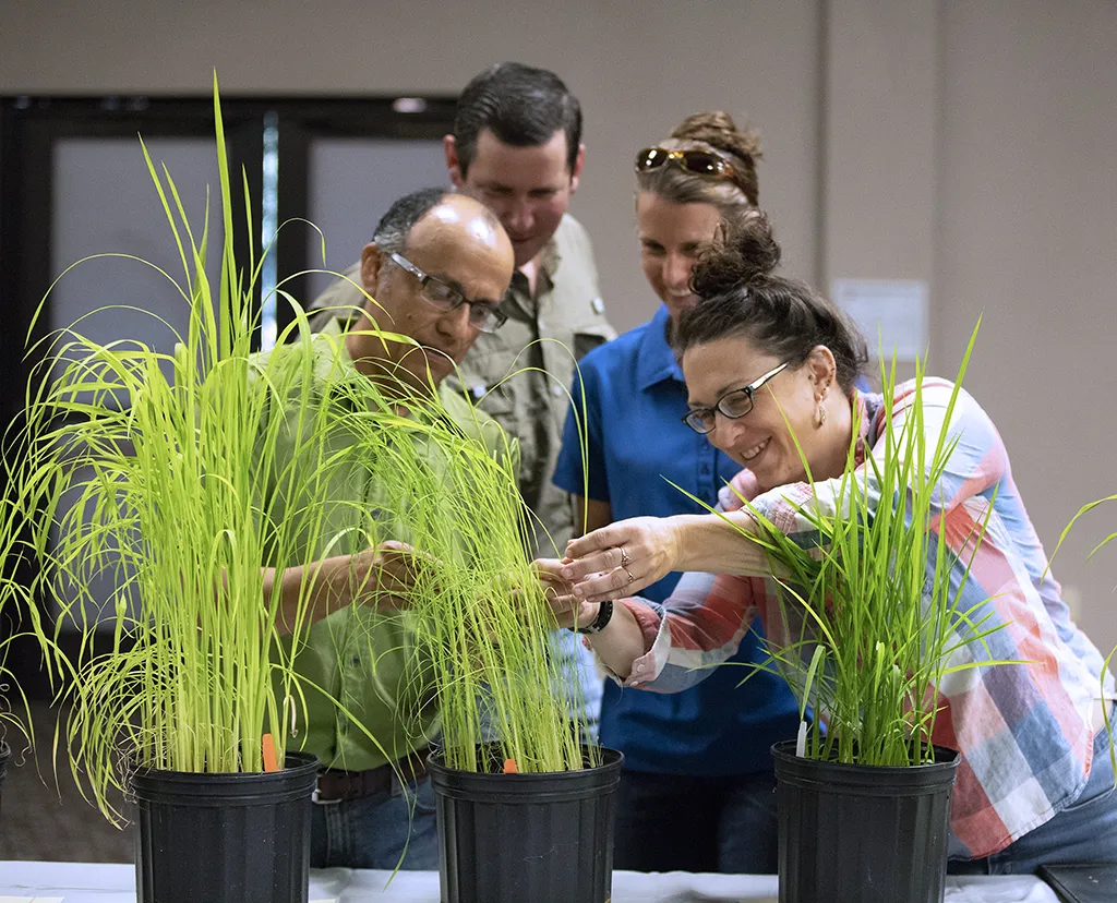Four people gathered around a table viewing weedy rice plants on a table. 