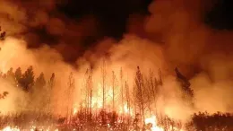 forest fire