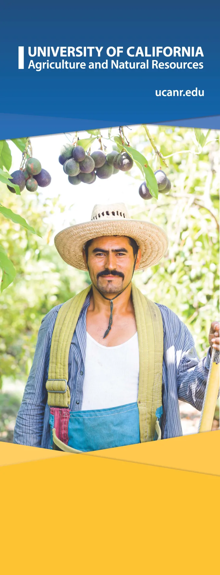 Large banner showing avocado grower