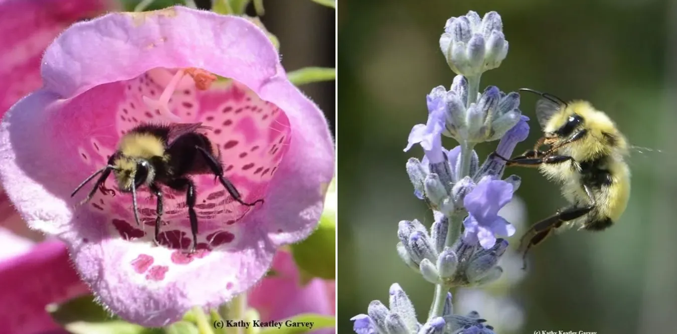 Yellow-face bumble bee, Bombus vosnesenskii (left) and black-tailed bumble bee, Bombus melanopygus