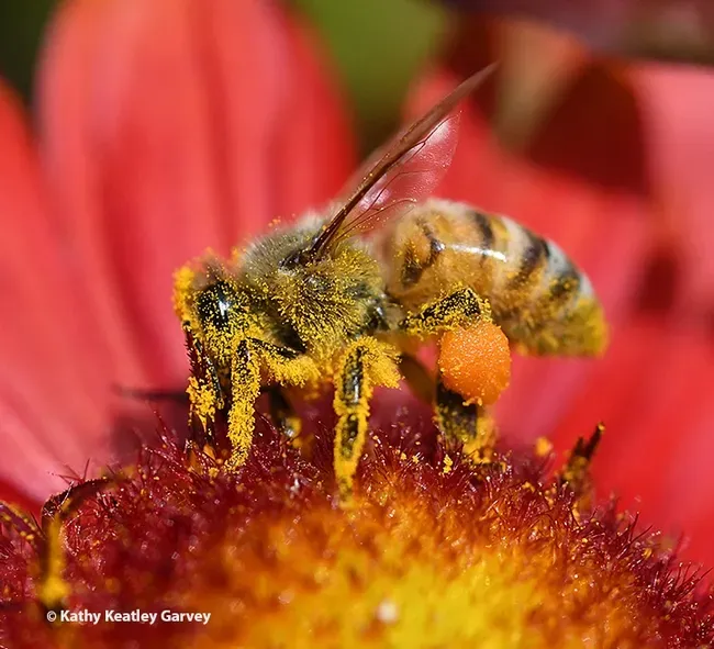 Honey bee covered with pollen. (Photo by Kathy Keatley Garvey)