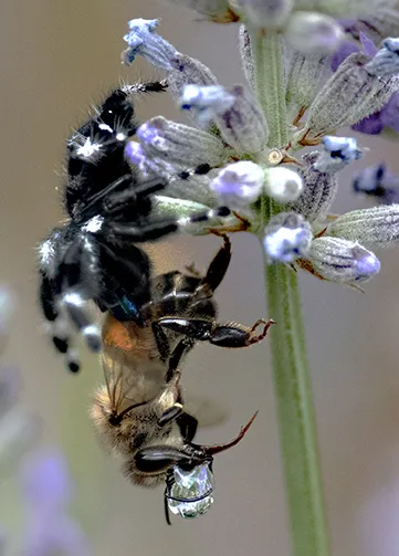 A bold jumping spider quickly nails its prey. (Photo by Kathy Keatley Garvey)