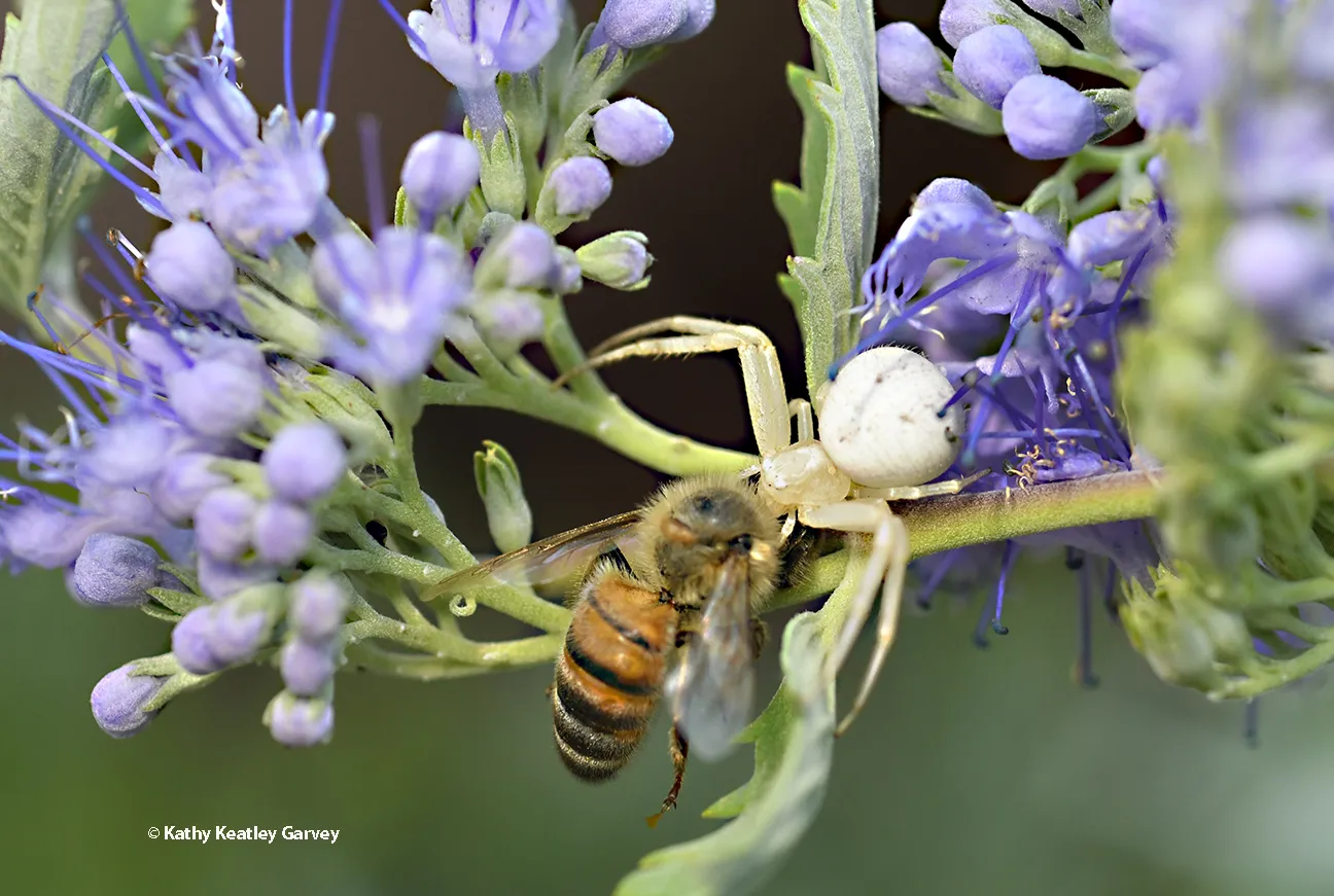 A crab spider nails a honey bee.