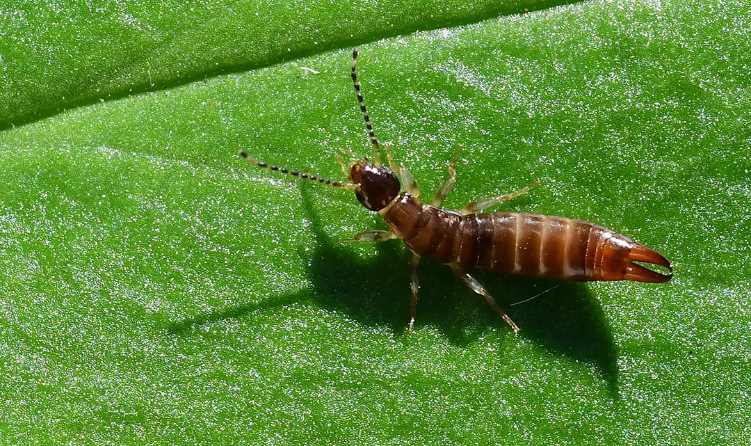 earwig on a leaf