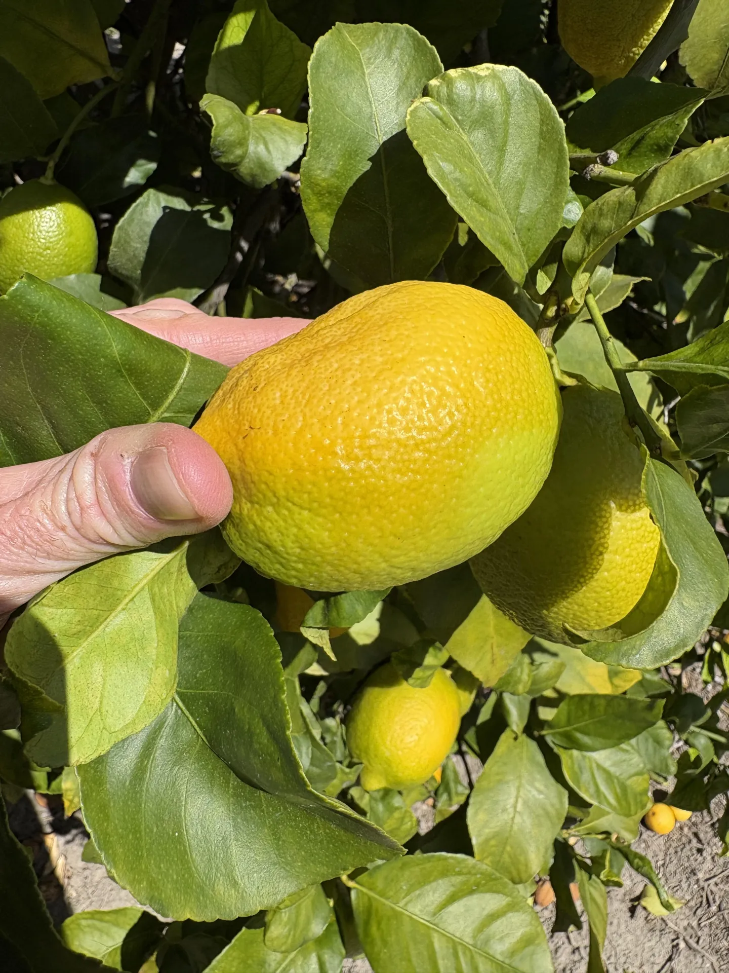 flat sided lemon fruit