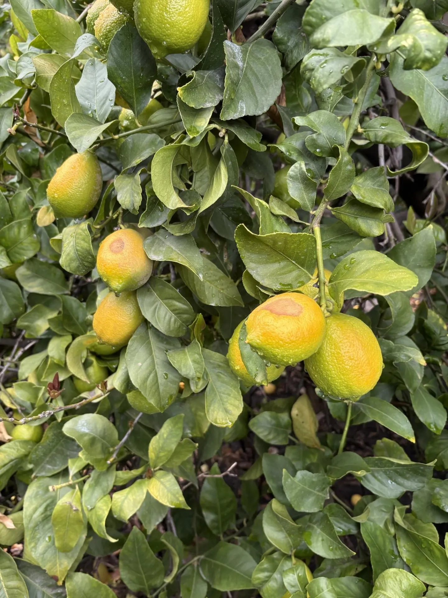 sunburned lemon fruit