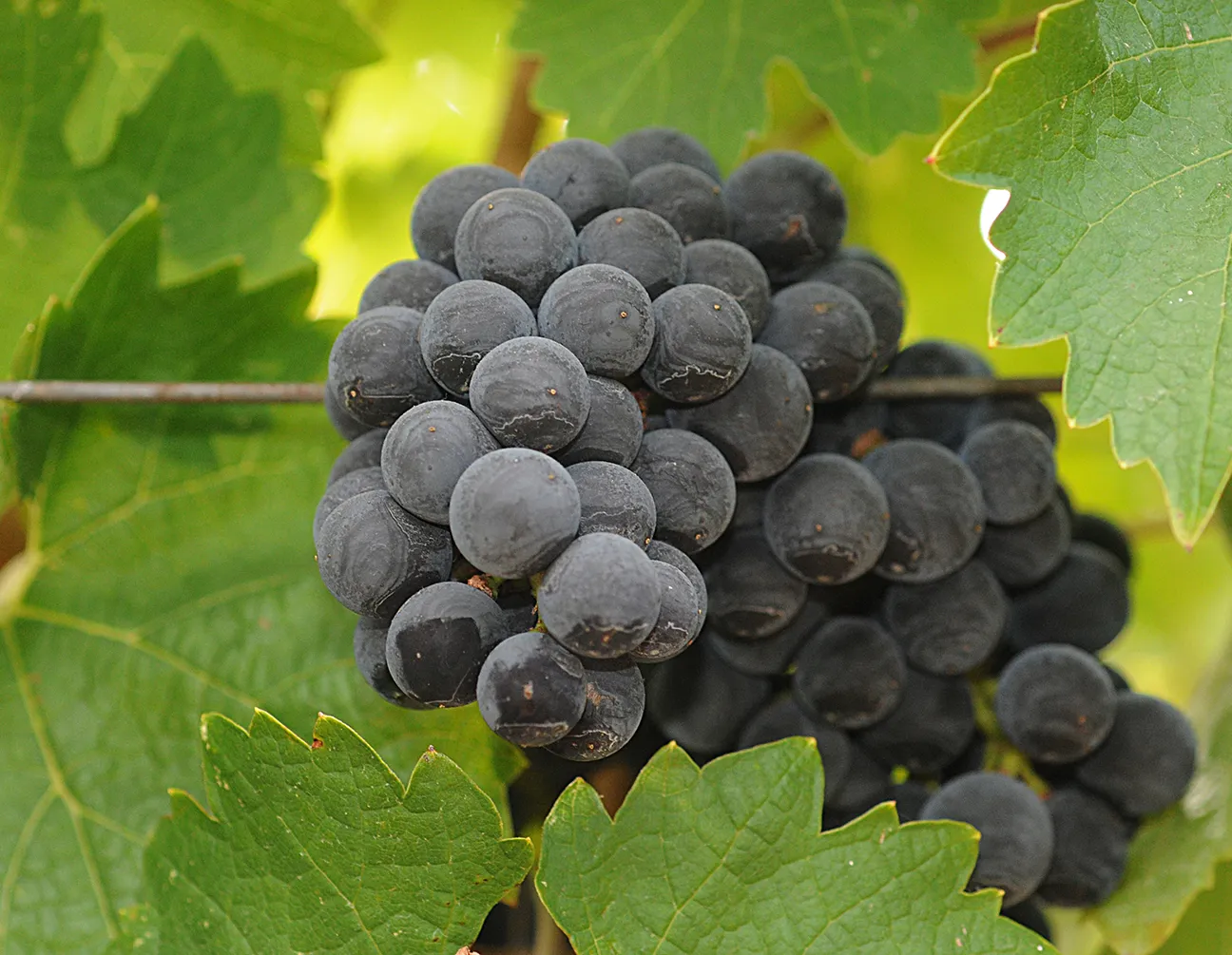 Pests of grapes were also part of the study. (Photo by Kathy Keatley Garvey)