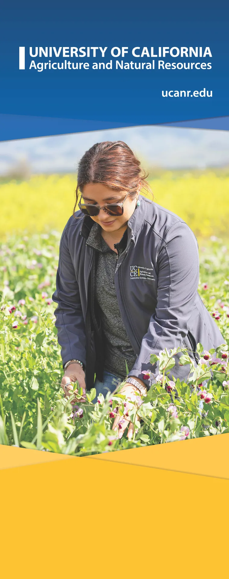 Woman in field harvesting plants.