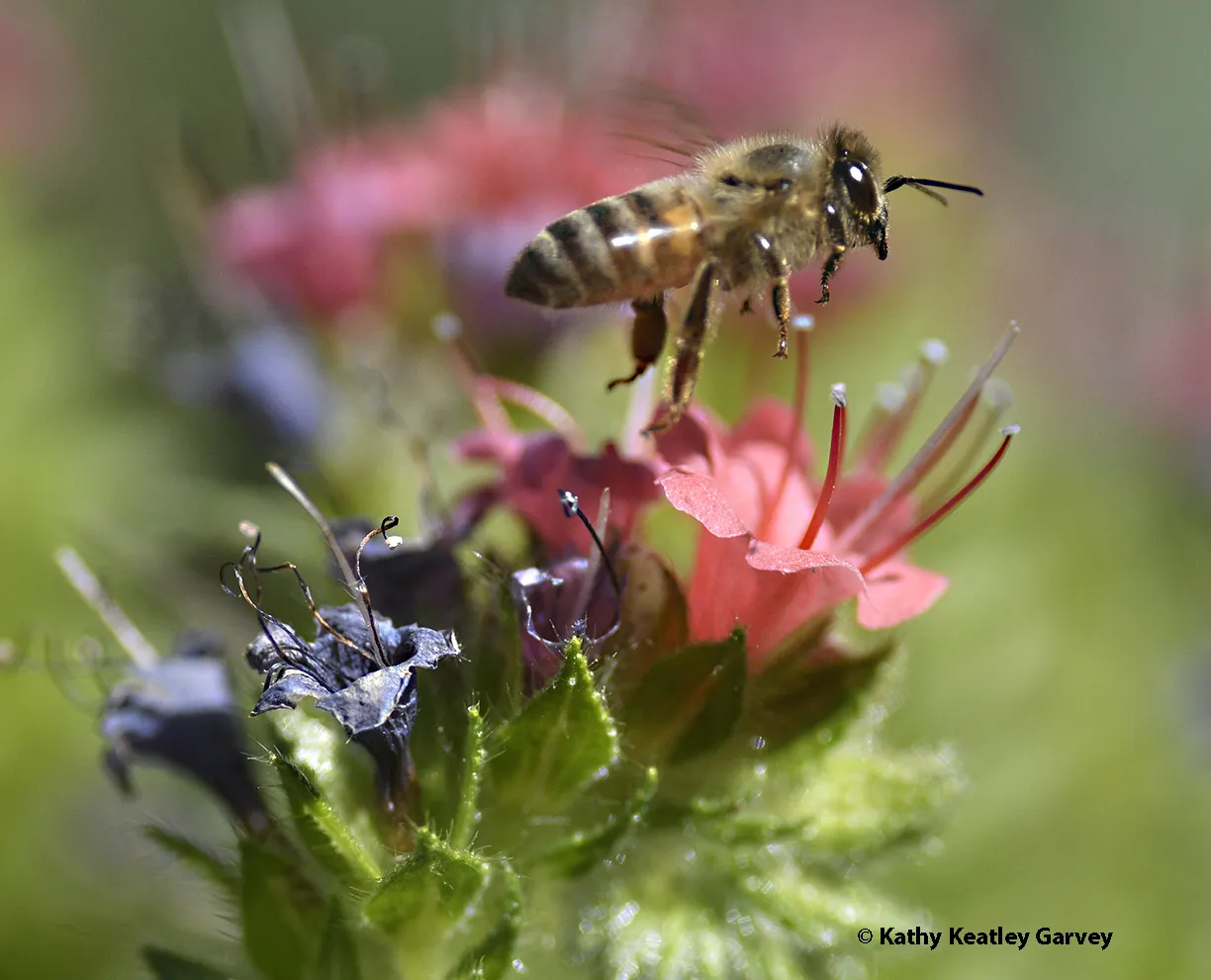 Honey bee leaving the Tower of Jewels, Echium wildpretii.