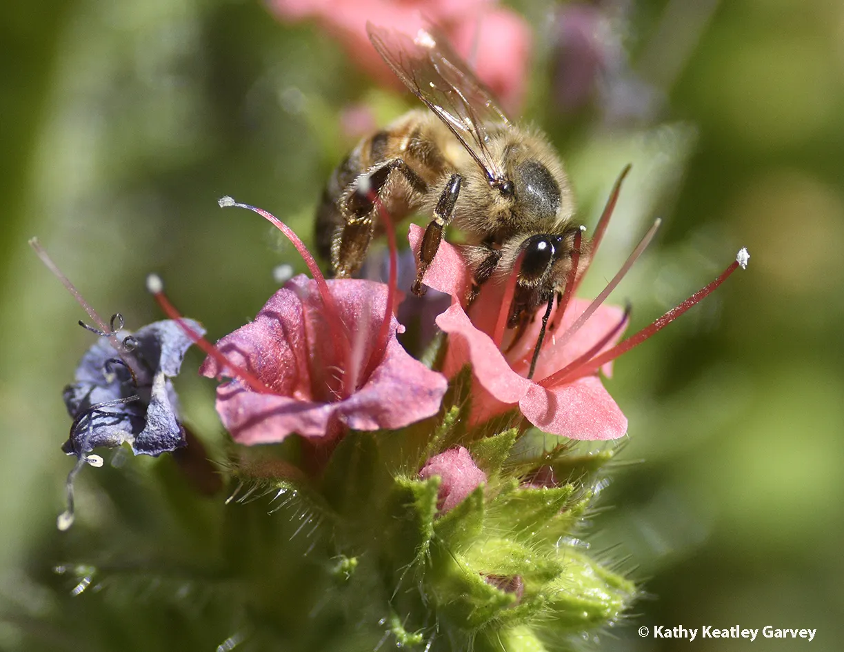 Honey bee foraging in Tower of Jewels, Echium wildpretii, in a Vacaville pollinator garden.