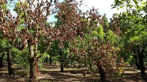 Laurel Wilt Infected Avocados