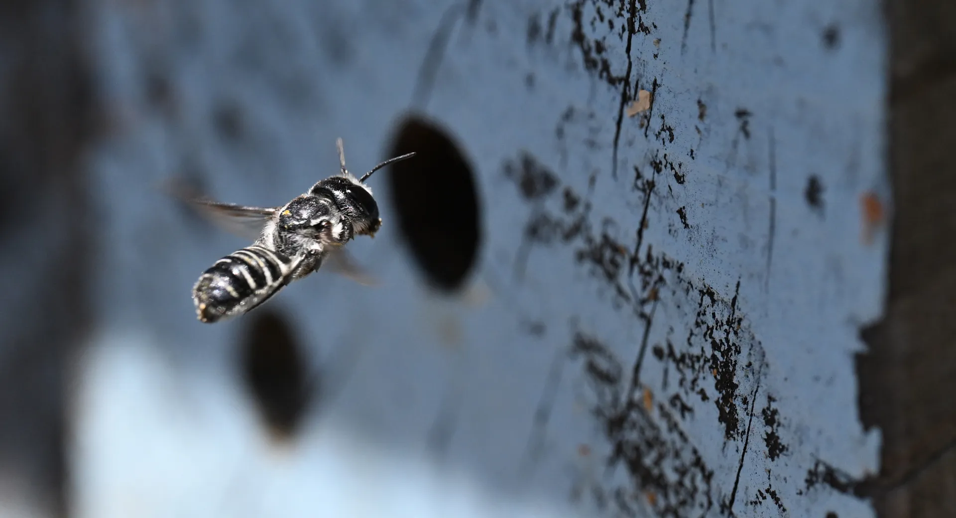 A leafcutter bee heads for her bee condo in the UC Davis Bee Haven. (Photo by Kathy Keatley Garvey)