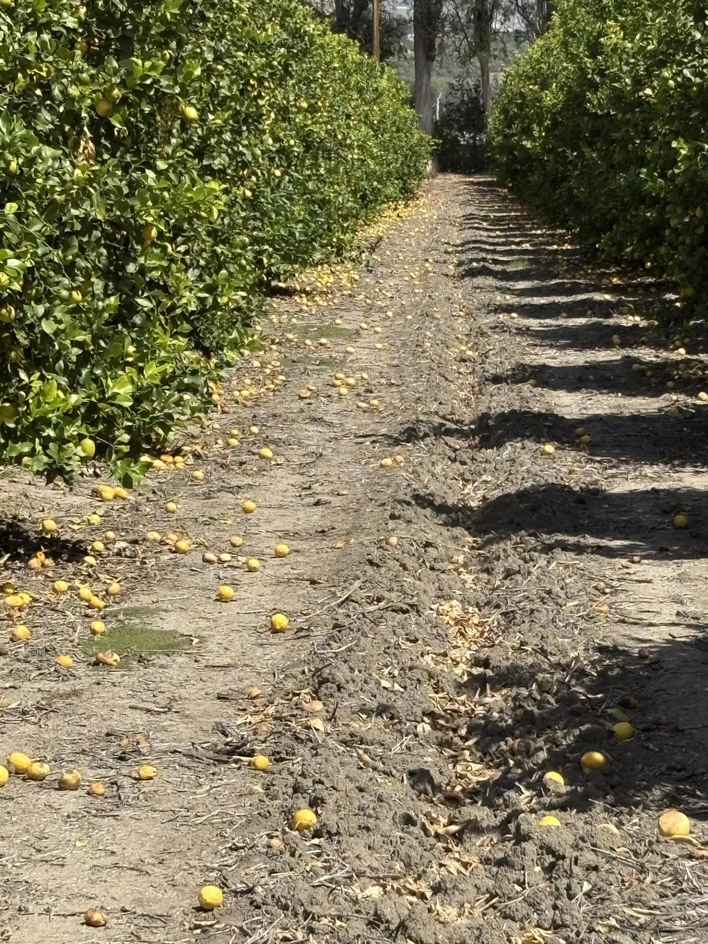 lemon fruit drop
