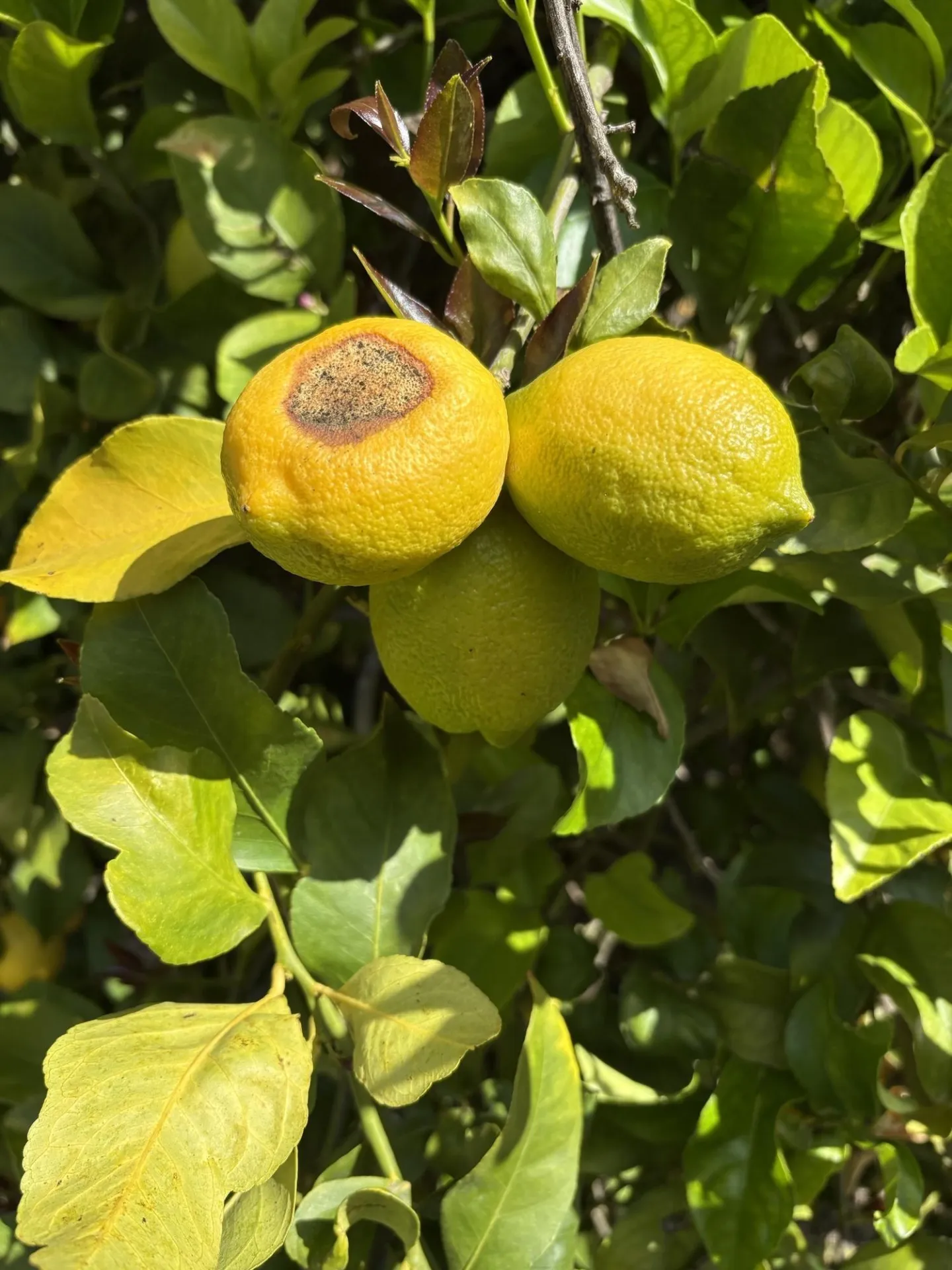 lemon fruit infected after sunburn