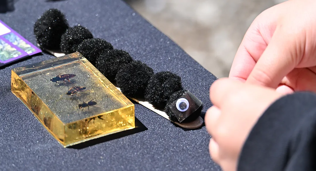 The making of a carpenter bee, with googly eyes, at the UC Davis Bee Haven.