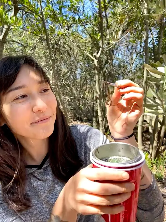 Mia Lippey, UC Davis entomologist