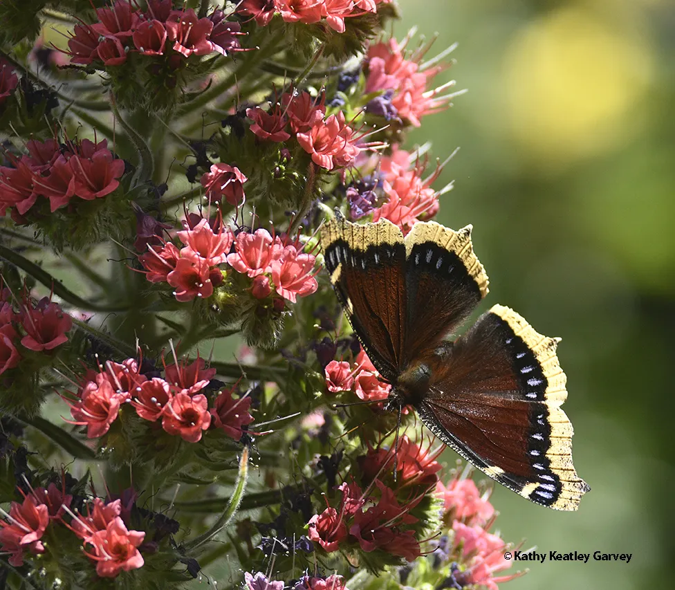 Mourning cloak butterfly nectaring on a Tower of Jewels (Echium wildpretii). (Photo by Kathy Keatley Garvey)