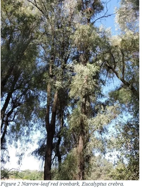Narrow-leaf red ironbark eucalyptus