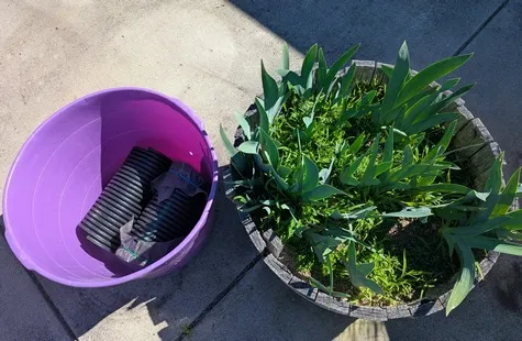 Goat meral tub for conversion to sub-irrigated planter