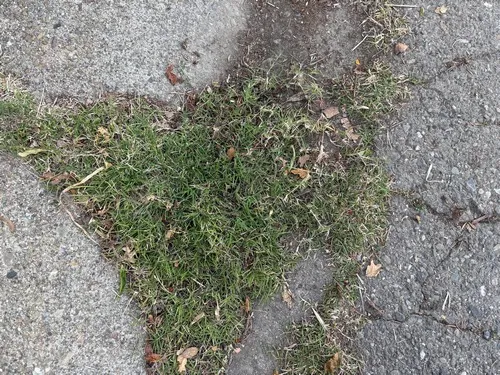 Small patch of bermudagrass