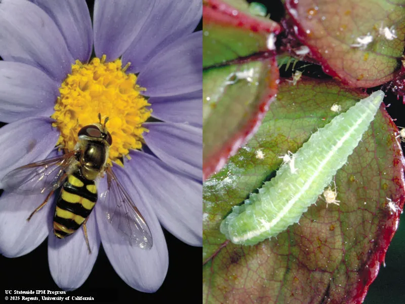 adult syrphid fly on left and syrphid larvae on right