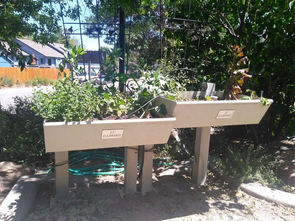 Two raised garden beds filled with lush green plants. They are on a DG pathway. Each bed has a sign indicating "37" Clearance" and is supported by two legs. A green garden hose is visible underneath the beds.