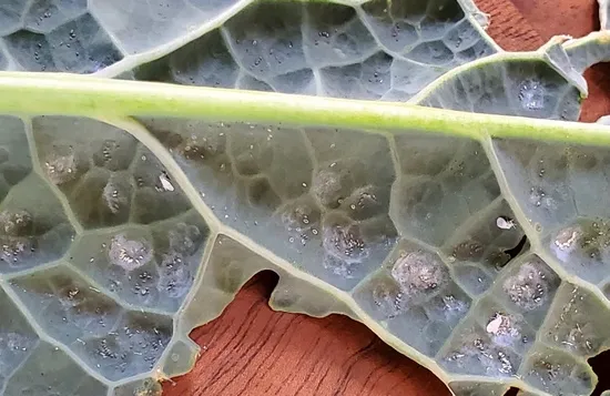 Whitefly example on kale leaf