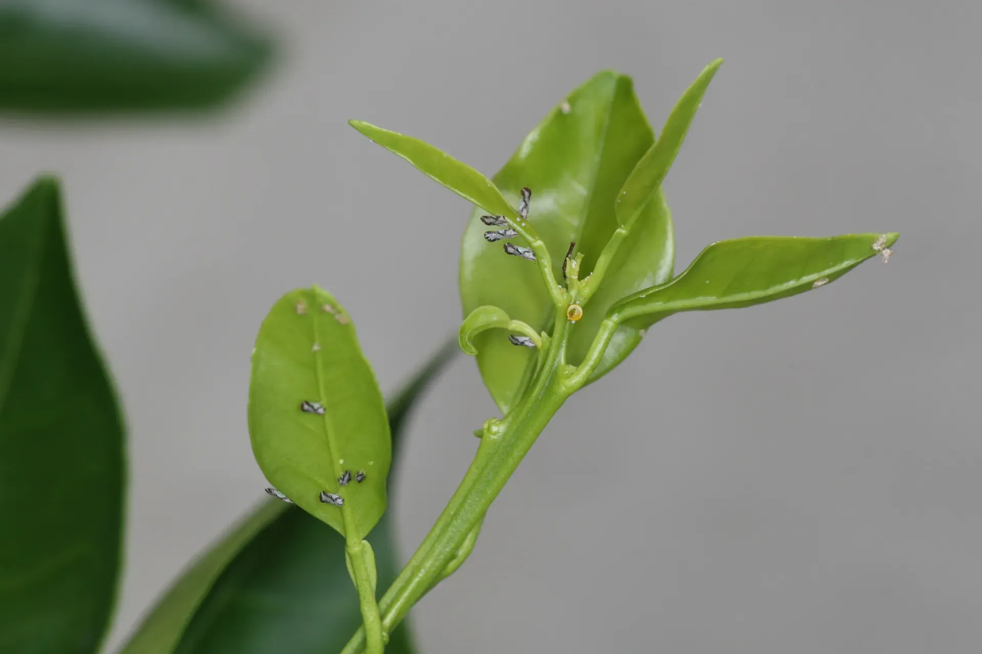 asian citrus disease