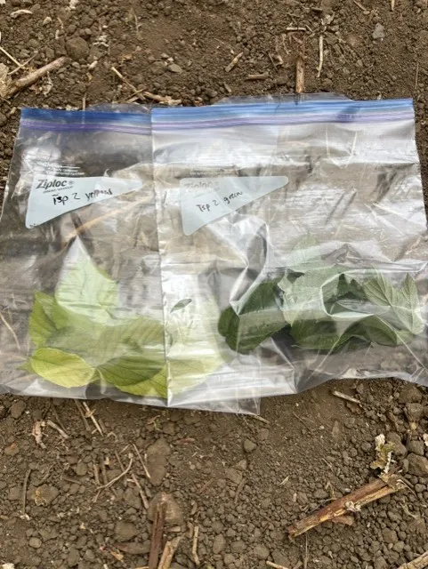Mn yellow leaves bagged